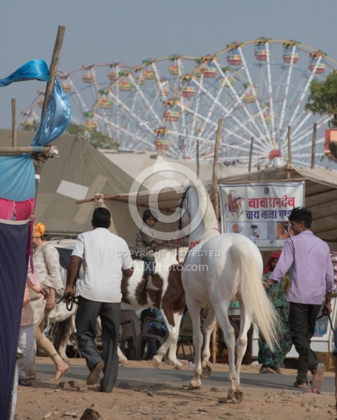 The Camel Festival in Pushkar