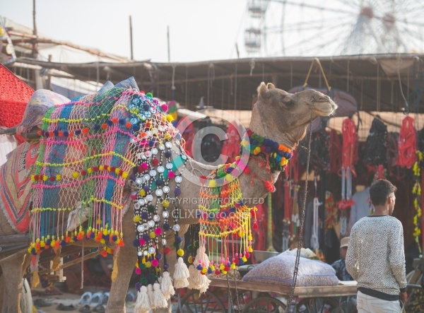 The Camel Festival in Pushkar