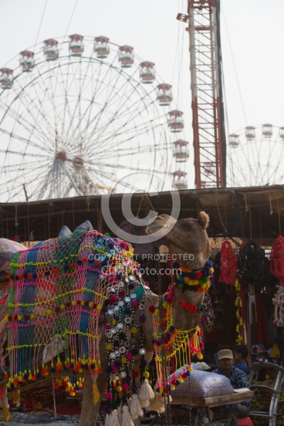 The Camel Festival in Pushkar