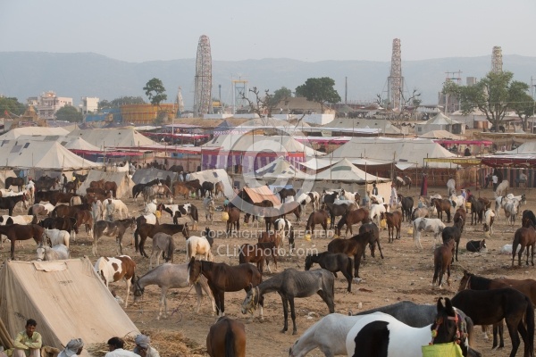 The Camel Festival in Pushkar