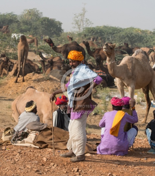 The Camel Festival in Pushkar