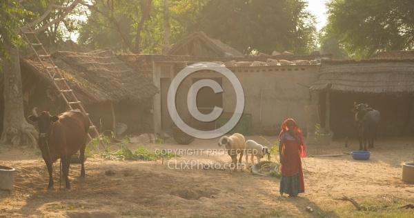 The Countryside in India