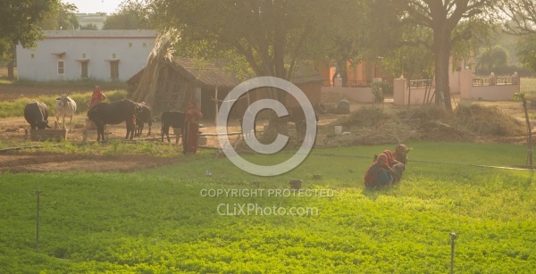 The Countryside in India