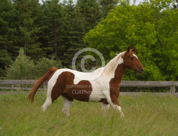 Senior Horse