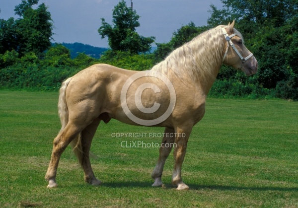 American Cream Draft