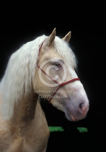 American Cream Draft