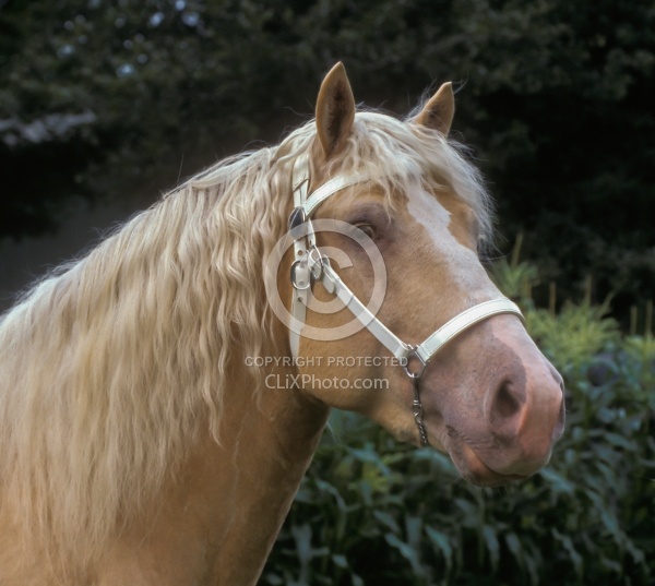 American Cream Draft