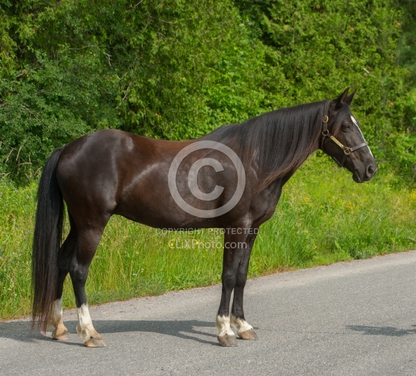 Tennessee Walker Conformation