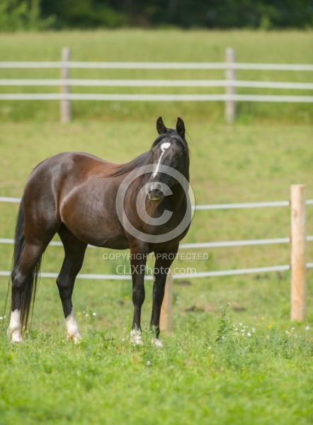 Tennessee Walker Conformation
