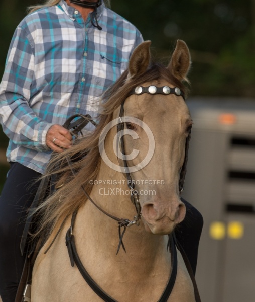 Tennessee Walker Portrait