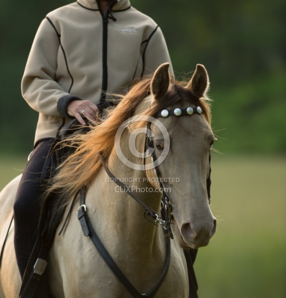 Tennessee Walker Portrait
