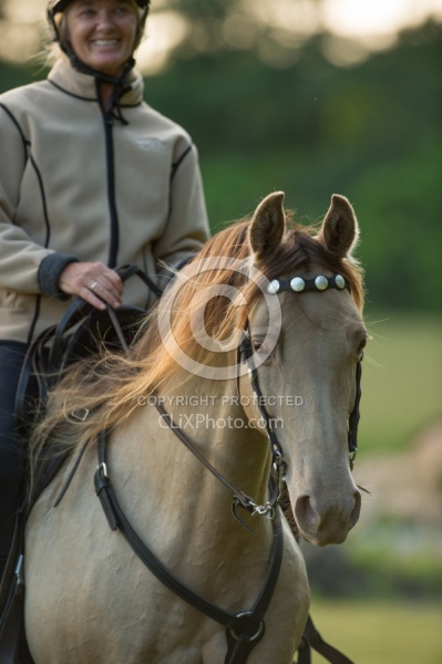 Tennessee Walker Portrait