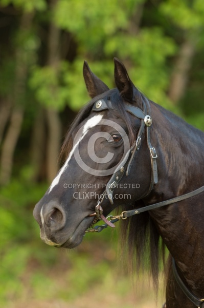 Tennessee Walker Portrait