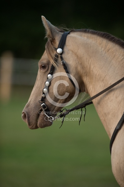Tennessee Walker Portrait