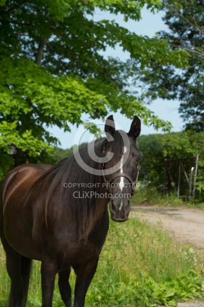Tennessee Walker Portrait
