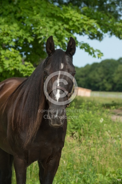 Tennessee Walker Portrait
