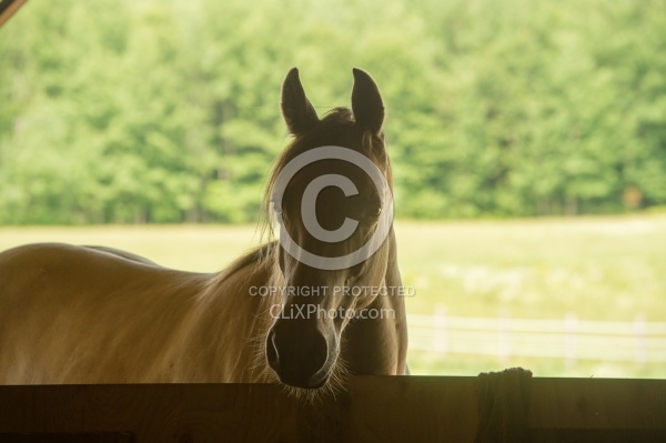 Tennessee Walker Portrait