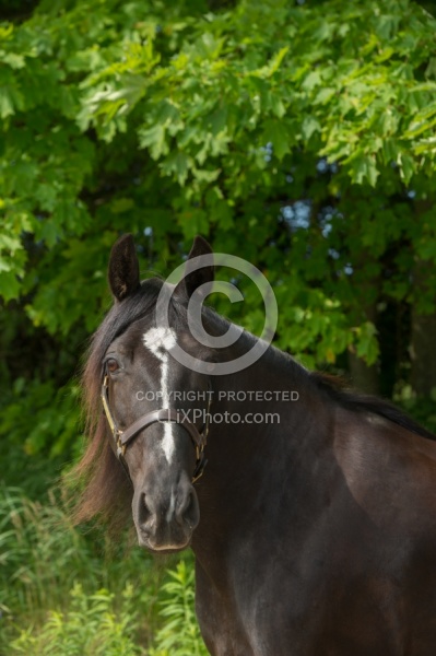 Tennessee Walker Portrait