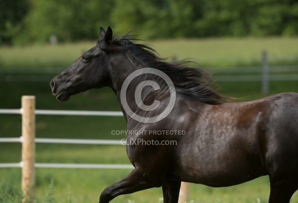 Tennessee Walker Portrait