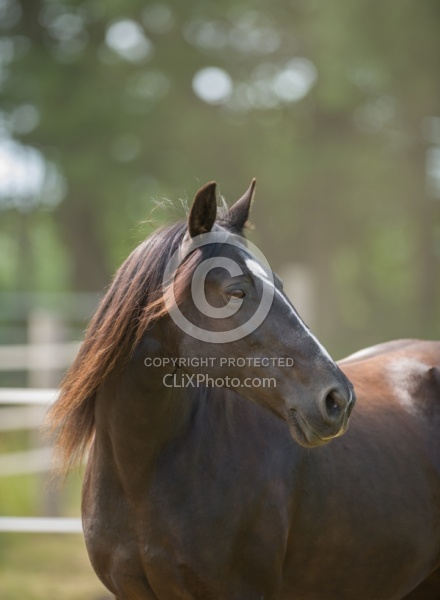 Tennessee Walker Portrait