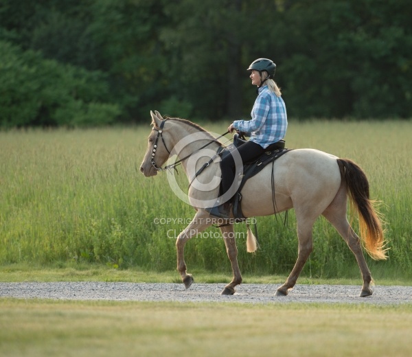 Tennessee Walker Under Saddle