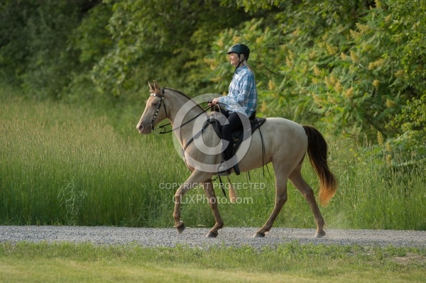 Tennessee Walker Under Saddle