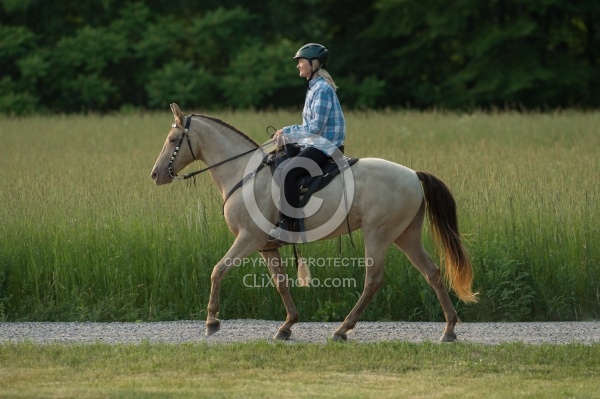 Tennessee Walker Under Saddle