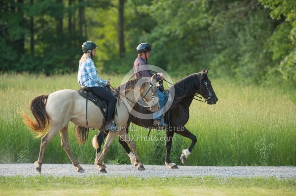 Tennessee Walker Under Saddle