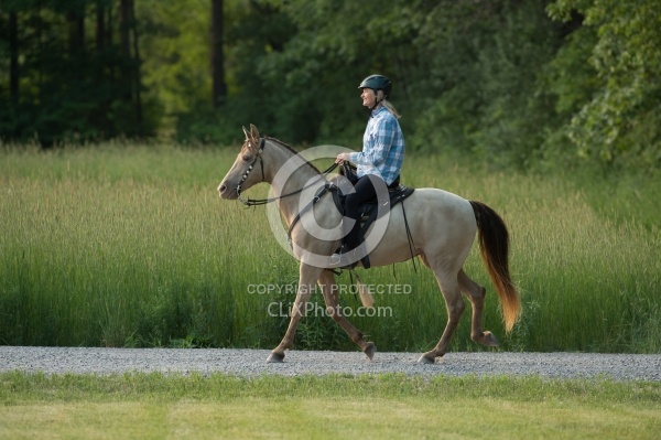 Tennessee Walker Under Saddle