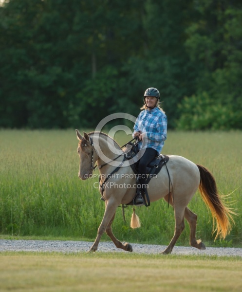 Tennessee Walker Under Saddle
