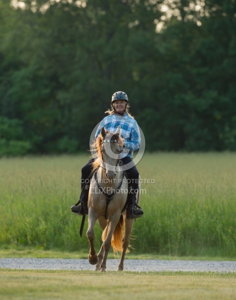 Tennessee Walker Under Saddle
