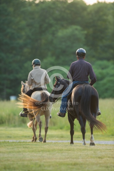 Tennessee Walker Under Saddle