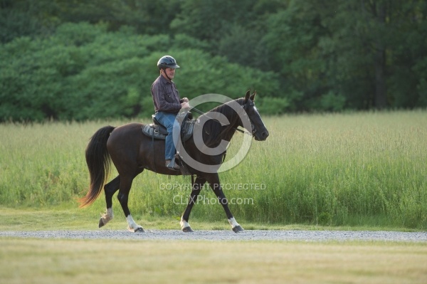 Tennessee Walker Under Saddle