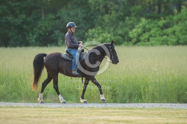 Tennessee Walker Under Saddle