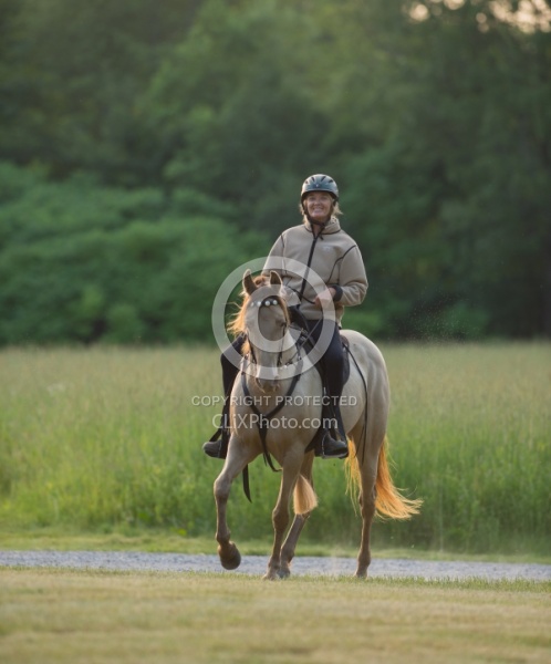 Tennessee Walker Under Saddle