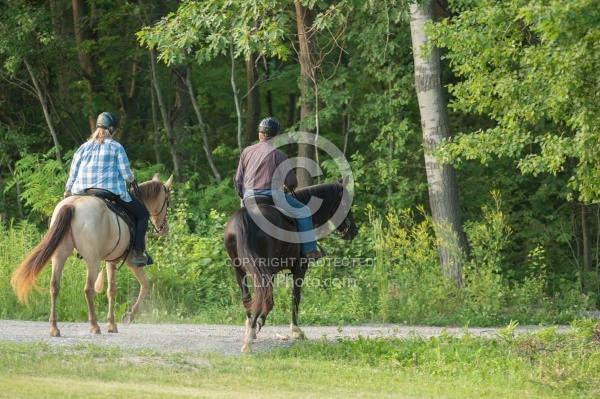 Tennessee Walker Under Saddle