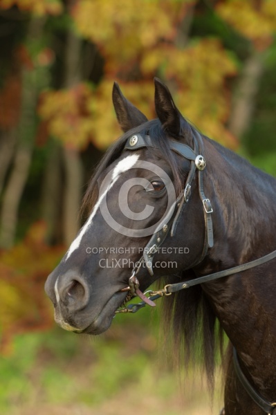 Tennessee Walker Portrait