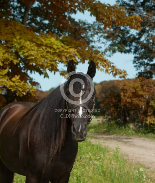 Tennessee Walker Portrait