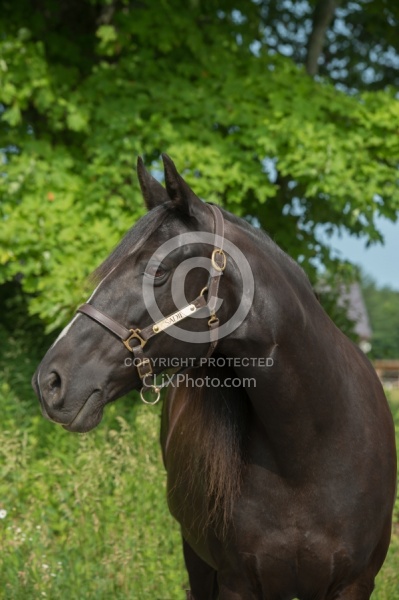 Tennessee Walker Portrait