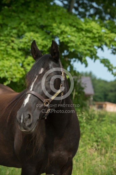 Tennessee Walker Portrait