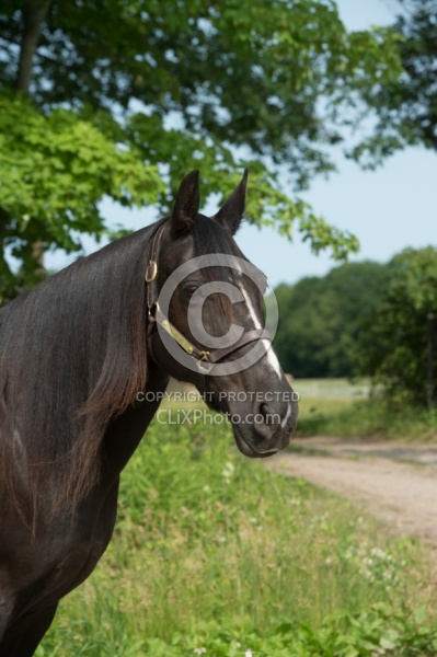 Tennessee Walker Portrait