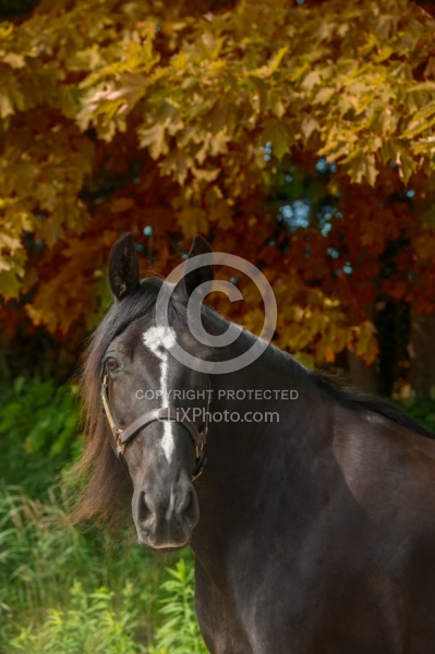 Tennessee Walker Portrait