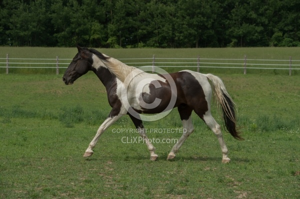 Tennessee Walker Free Running