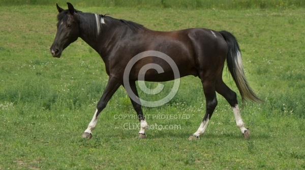Tennessee Walker Free Running