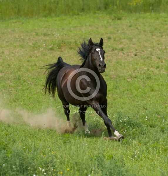 Tennessee Walker Free Running