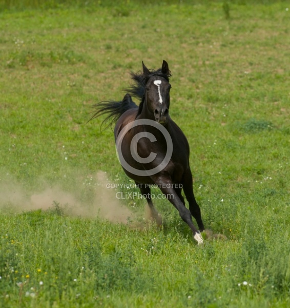 Tennessee Walker Free Running