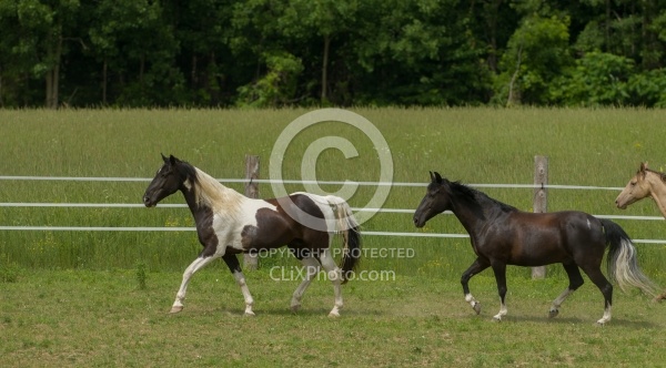 Tennessee Walker Free Running