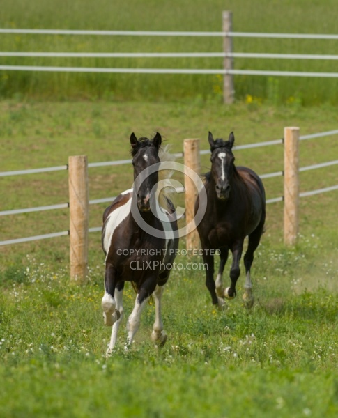 Tennessee Walker Free Running