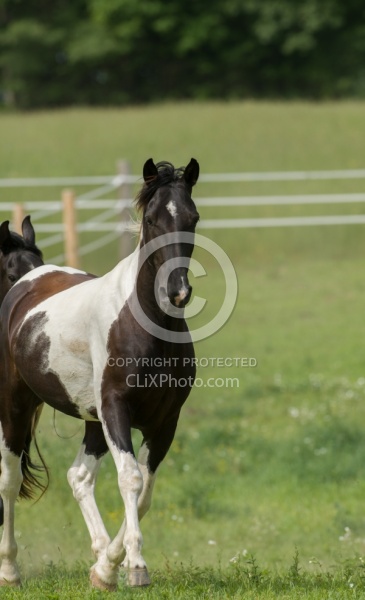 Tennessee Walker Free Running