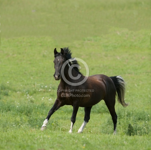 Tennessee Walker Free Running